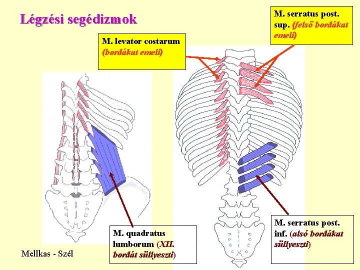 Légzési segédizmok M. levator costarum (bordákat emeli) Mellkas - Szél M. quadratus lumborum (XII.