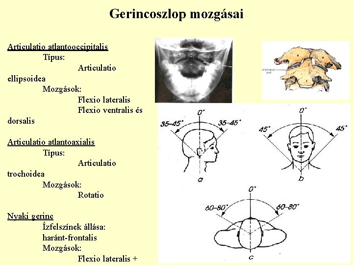 Gerincoszlop mozgásai Articulatio atlantooccipitalis Típus: Articulatio ellipsoidea Mozgások: Flexio lateralis Flexio ventralis és dorsalis