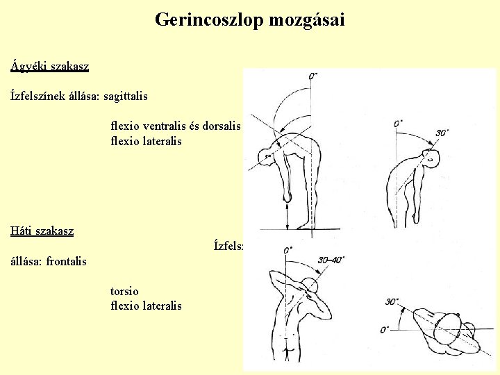 Gerincoszlop mozgásai Ágyéki szakasz : Ízfelszínek állása: sagittalis Mozgások: flexio ventralis és dorsalis flexio Gerincoszlop mozgásai Ágyéki szakasz : Ízfelszínek állása: sagittalis Mozgások: flexio ventralis és dorsalis flexio