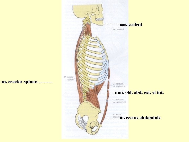 ----------mm. scaleni m. erector spinae----------- mm. obl. abd. ext. et int. ----- m. rectus