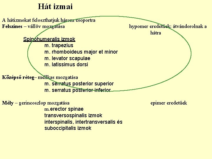 Hát izmai A hátizmokat feloszthatjuk három csoportra Felszínes – vállöv mozgatása hypomer eredetűek: átvándorolnak