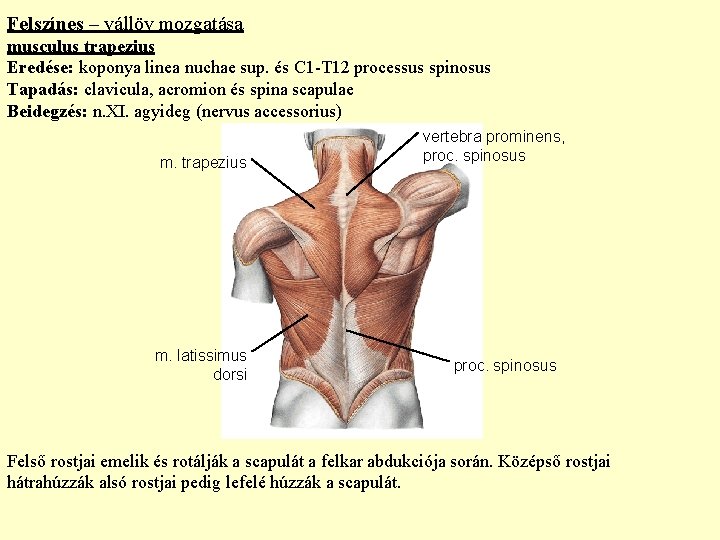 Felszínes – vállöv mozgatása musculus trapezius Eredése: koponya linea nuchae sup. és C 1