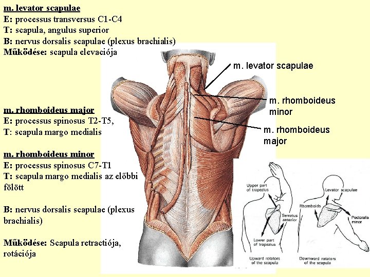 m. levator scapulae E: processus transversus C 1 -C 4 T: scapula, angulus superior m. levator scapulae E: processus transversus C 1 -C 4 T: scapula, angulus superior
