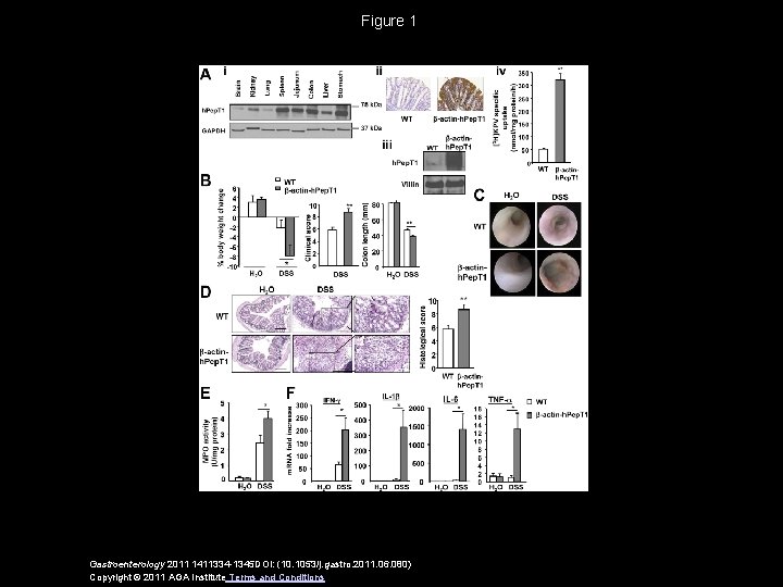 Figure 1 Gastroenterology 2011 1411334 -1345 DOI: (10. 1053/j. gastro. 2011. 06. 080) Copyright