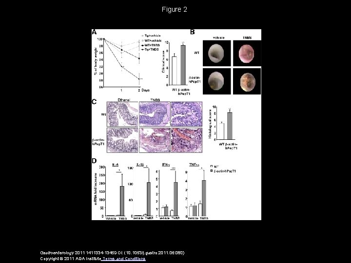 Figure 2 Gastroenterology 2011 1411334 -1345 DOI: (10. 1053/j. gastro. 2011. 06. 080) Copyright