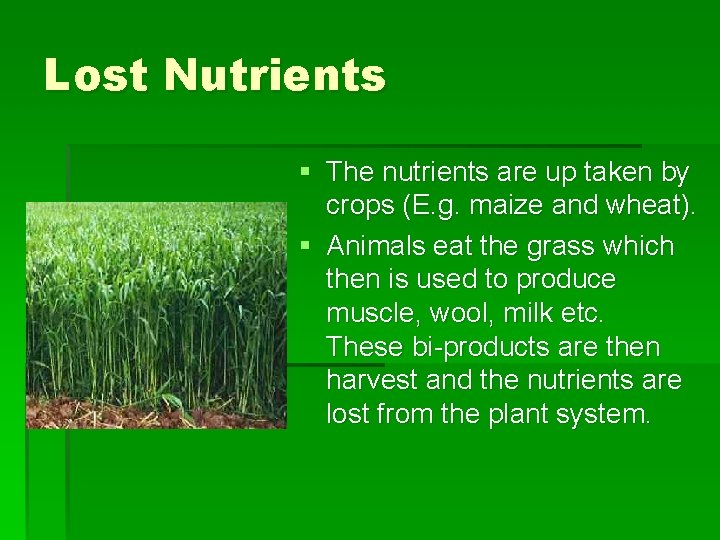 Lost Nutrients § The nutrients are up taken by crops (E. g. maize and