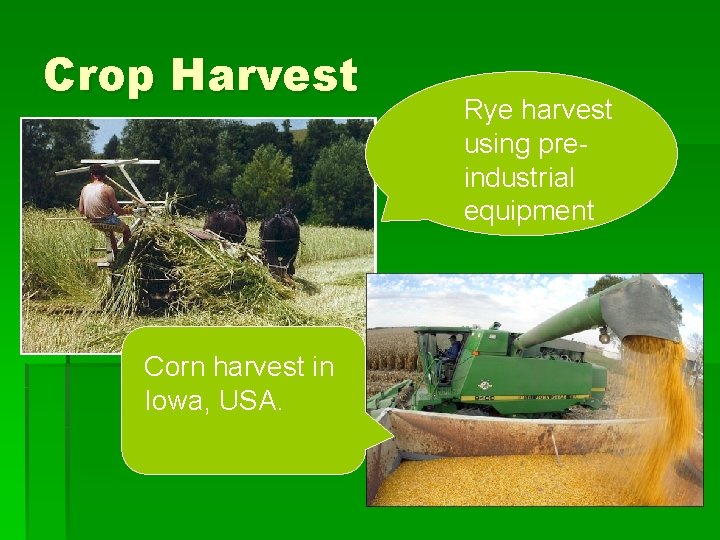 Crop Harvest Corn harvest in Iowa, USA. Rye harvest using preindustrial equipment 