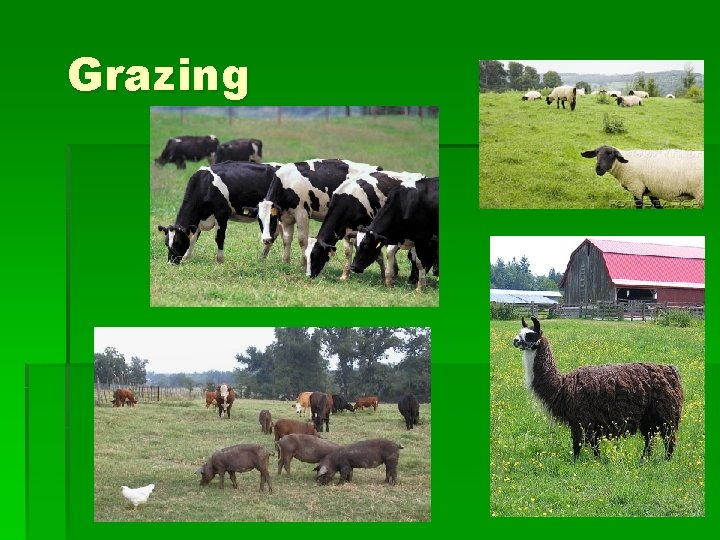 Grazing 