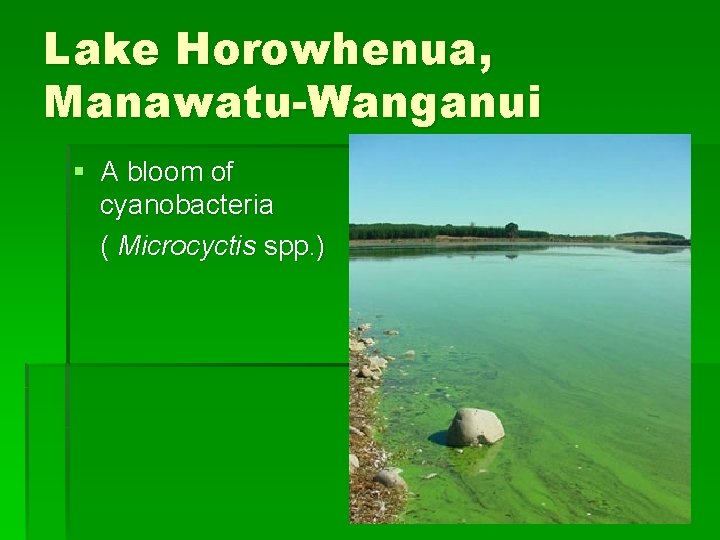 Lake Horowhenua, Manawatu-Wanganui § A bloom of cyanobacteria ( Microcyctis spp. ) 