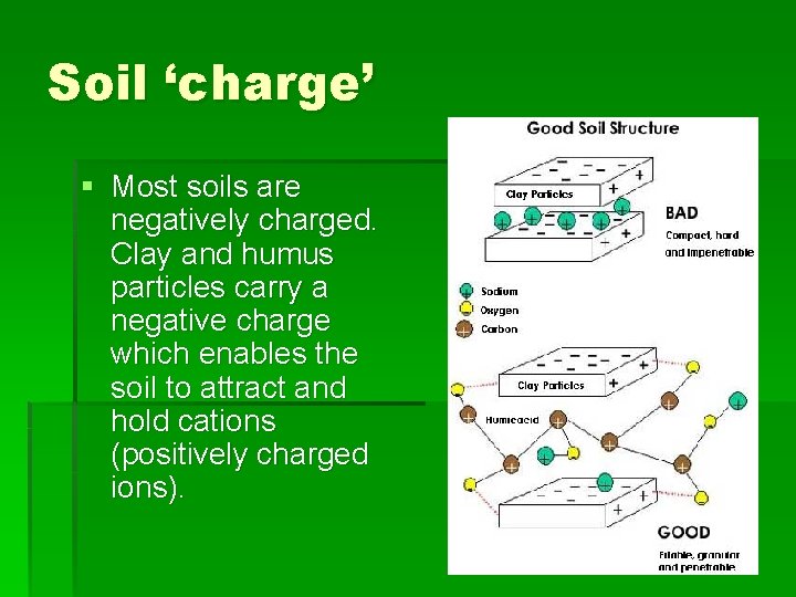 Soil ‘charge’ § Most soils are negatively charged. Clay and humus particles carry a