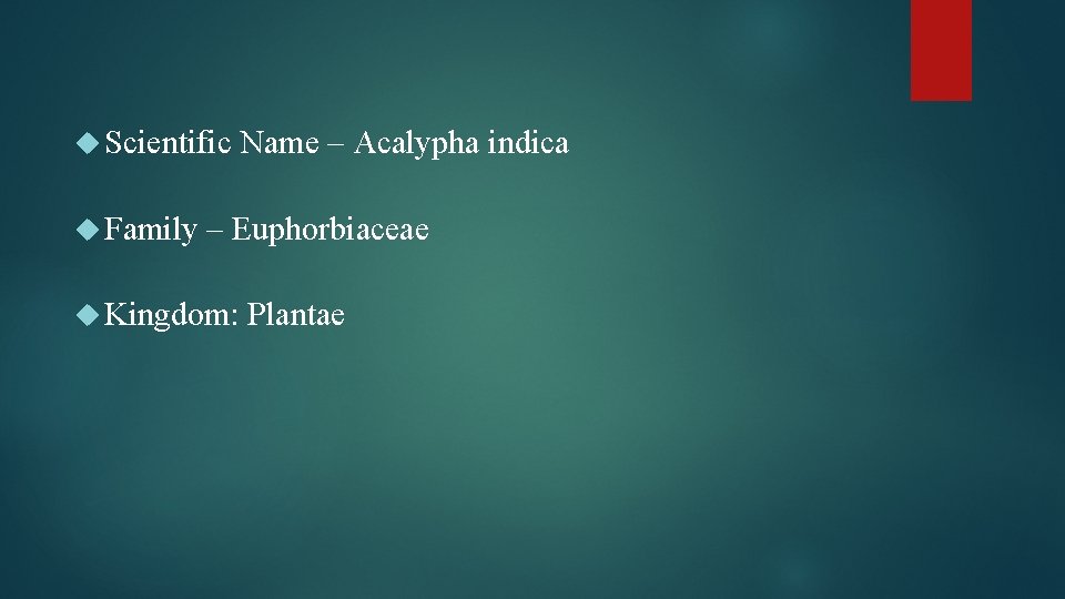 Scientific Name – Acalypha indica Family – Euphorbiaceae Kingdom: Plantae 