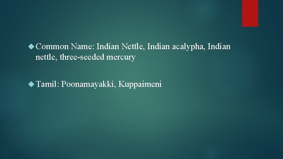  Common Name: Indian Nettle, Indian acalypha, Indian nettle, three-seeded mercury Tamil: Poonamayakki, Kuppaimeni