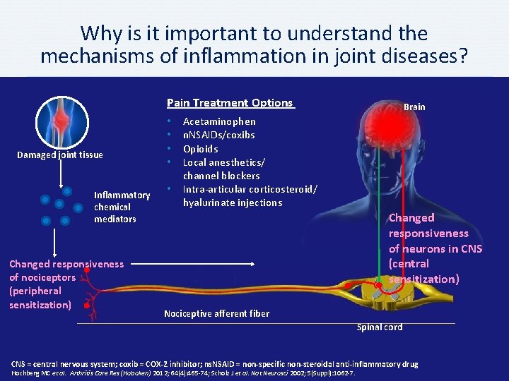 Why is it important to understand the mechanisms of inflammation in joint diseases? Pain