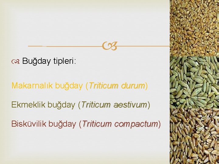  Buğday tipleri: Makarnalık buğday (Triticum durum) durum Ekmeklik buğday (Triticum aestivum) aestivum Bisküvilik