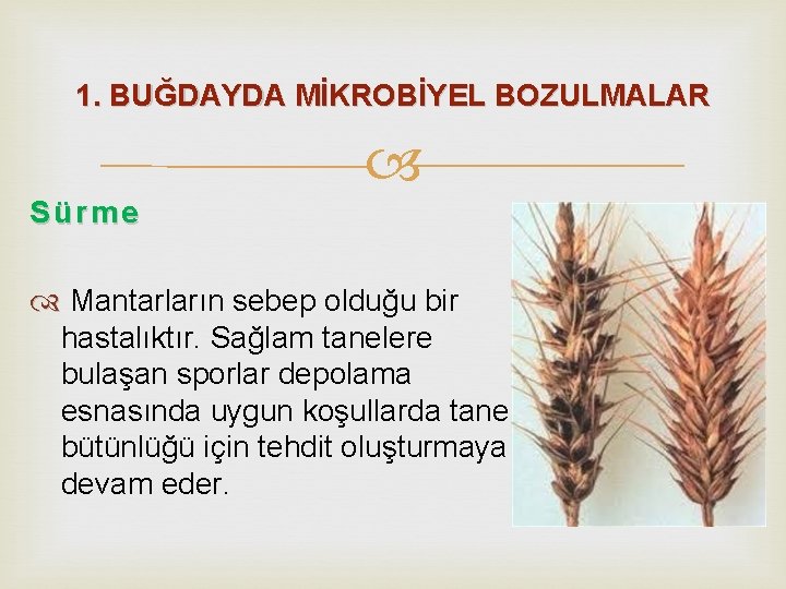 1. BUĞDAYDA MİKROBİYEL BOZULMALAR Sürme Mantarların sebep olduğu bir hastalıktır. Sağlam tanelere bulaşan sporlar