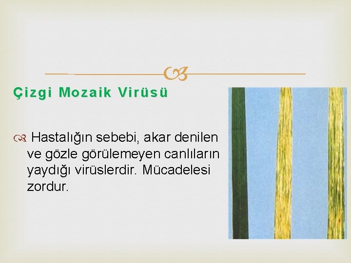  Çizgi Mozaik Virüsü Hastalığın sebebi, akar denilen ve gözle görülemeyen canlıların yaydığı virüslerdir.