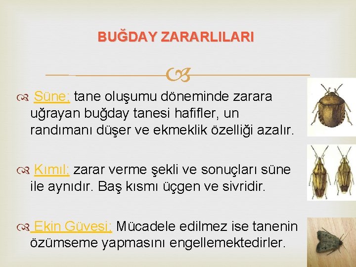BUĞDAY ZARARLILARI Süne; tane oluşumu döneminde zarara uğrayan buğday tanesi hafifler, un randımanı düşer
