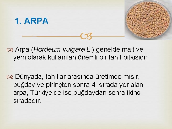 1. ARPA Arpa (Hordeum vulgare L. ) genelde malt ve yem olarak kullanılan önemli
