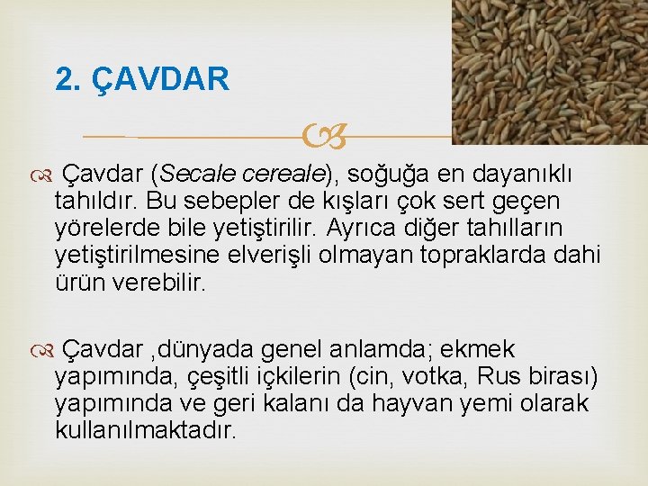 2. ÇAVDAR Çavdar (Secale cereale), soğuğa en dayanıklı tahıldır. Bu sebepler de kışları çok