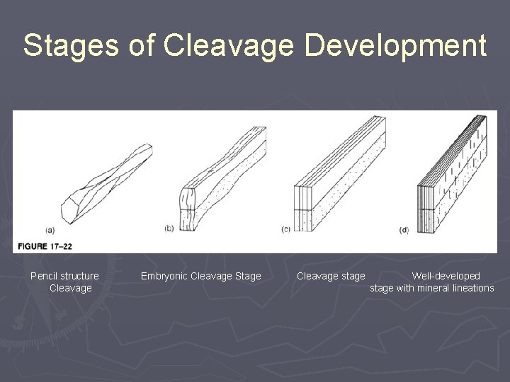 Stages of Cleavage Development Pencil structure Cleavage Embryonic Cleavage Stage Cleavage stage Well-developed stage
