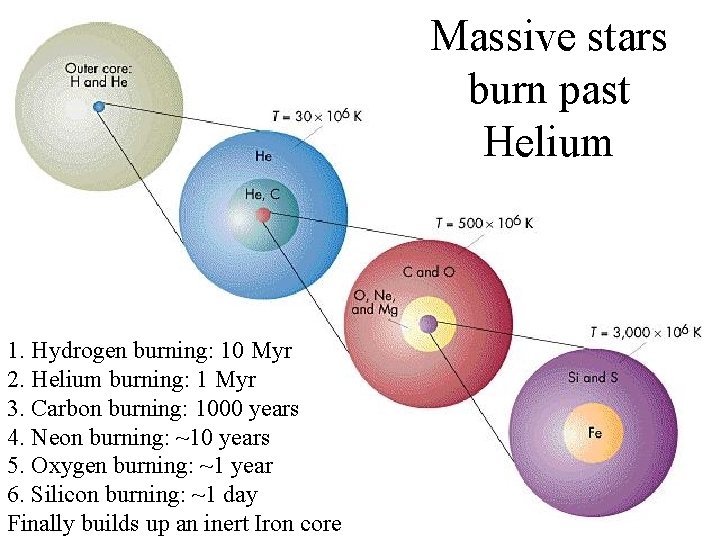 Massive stars burn past Helium 1. Hydrogen burning: 10 Myr 2. Helium burning: 1