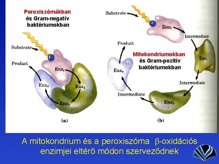 parazita mitokondriumok által