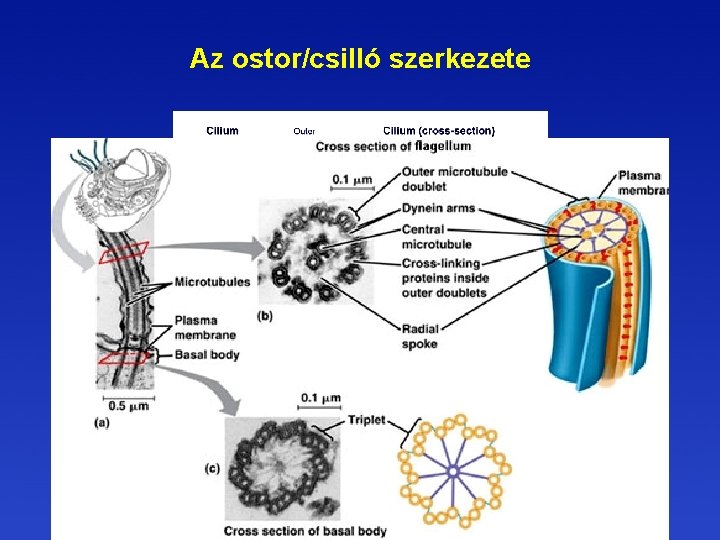 a csilló parazita