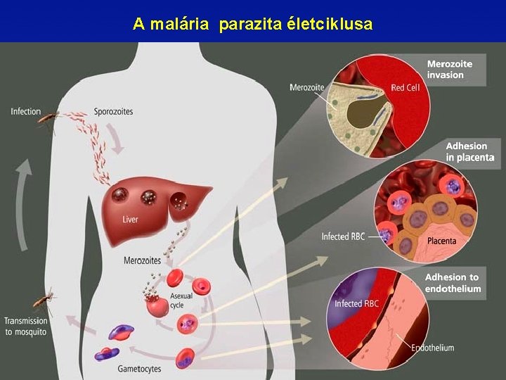 a mitokondrium paraziták