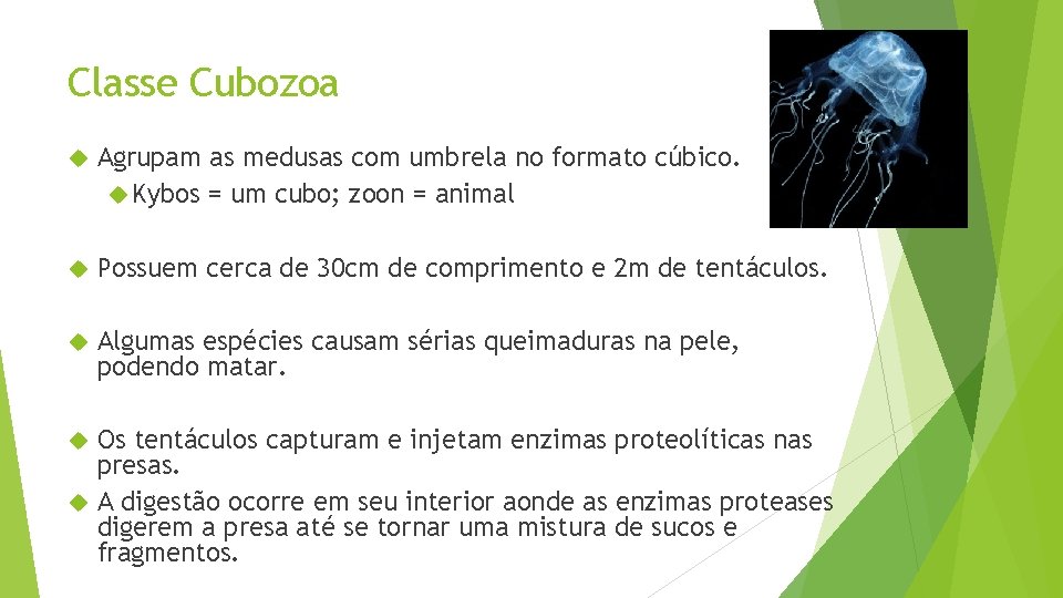 Diversidade Animal I Filos Porferos Esponjas Cnidrios Hidras
