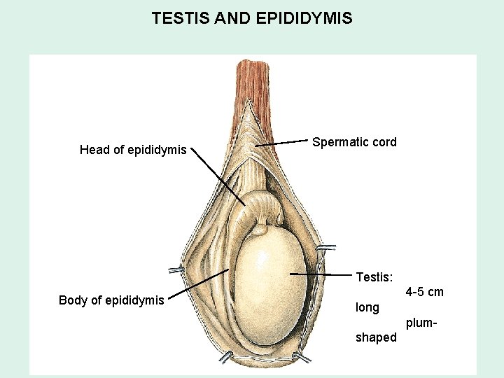 TESTIS AND EPIDIDYMIS Head of epididymis Spermatic cord Testis: Body of epididymis 4 -5 TESTIS AND EPIDIDYMIS Head of epididymis Spermatic cord Testis: Body of epididymis 4 -5