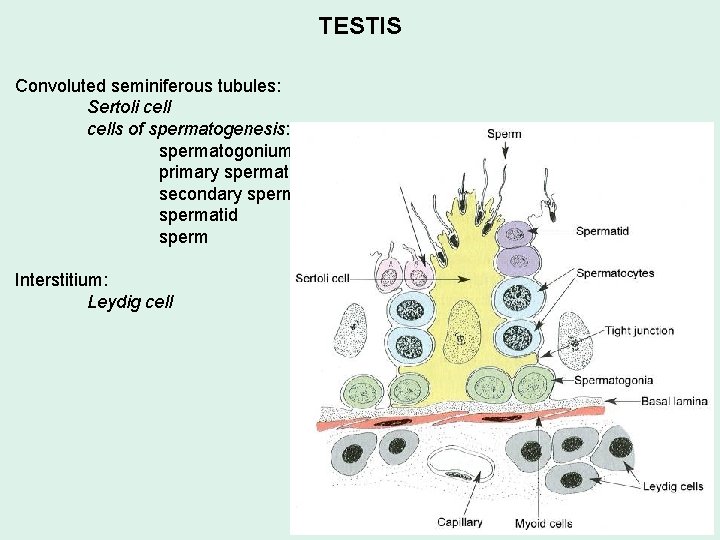 TESTIS Convoluted seminiferous tubules: Sertoli cells of spermatogenesis: spermatogonium primary spermatocyte secondary spermatocyte spermatid TESTIS Convoluted seminiferous tubules: Sertoli cells of spermatogenesis: spermatogonium primary spermatocyte secondary spermatocyte spermatid