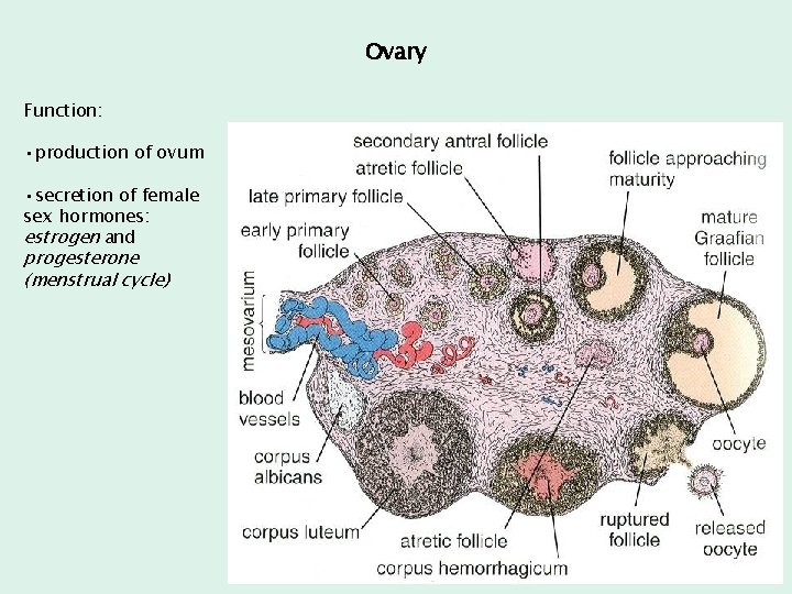Ovary Function: • production of ovum • secretion of female sex hormones: estrogen and Ovary Function: • production of ovum • secretion of female sex hormones: estrogen and