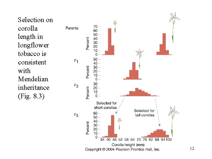 Selection on corolla length in longflower tobacco is consistent with Mendelian inheritance (Fig. 8.