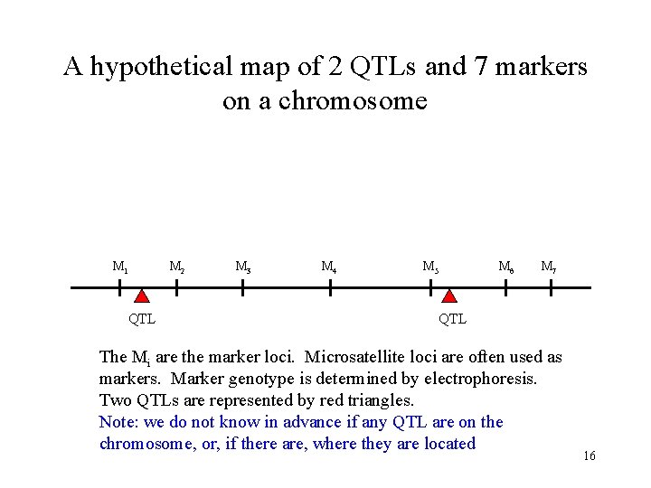 A hypothetical map of 2 QTLs and 7 markers on a chromosome M 1