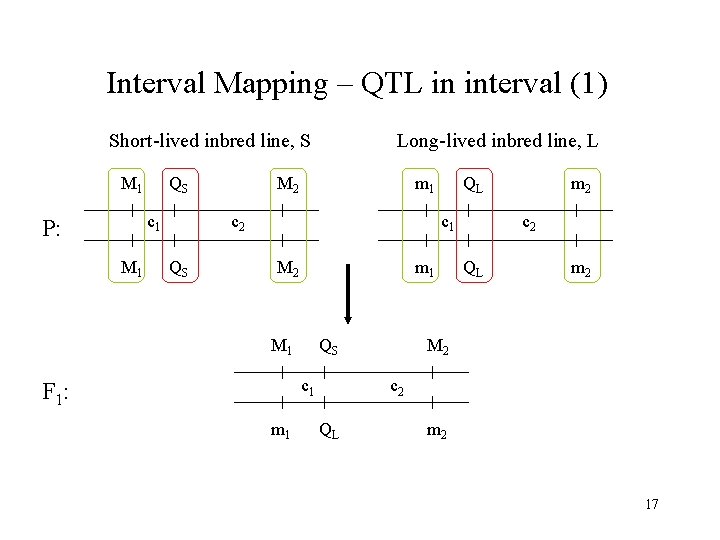 Interval Mapping – QTL in interval (1) Short-lived inbred line, S M 1 QS