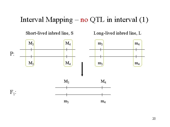 Interval Mapping – no QTL in interval (1) Short-lived inbred line, S Long-lived inbred