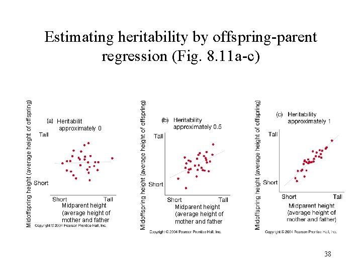 Midoffspring height (average height of offspring) Estimating heritability by offspring-parent regression (Fig. 8. 11