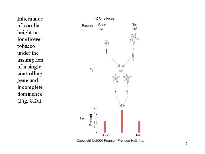 Inheritance of corolla height in longflower tobacco under the assumption of a single controlling