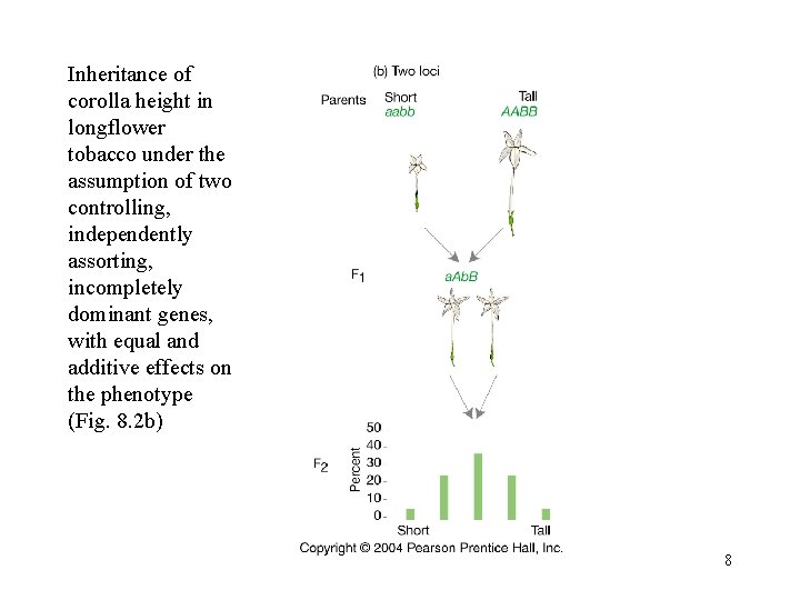 Inheritance of corolla height in longflower tobacco under the assumption of two controlling, independently