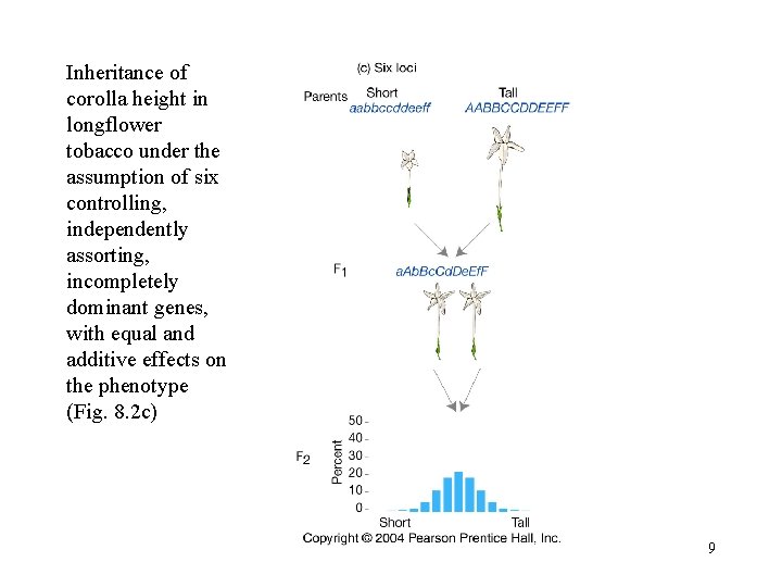 Inheritance of corolla height in longflower tobacco under the assumption of six controlling, independently