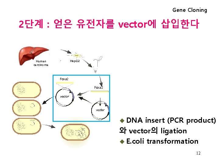 Gene Cloning 2단계 : 얻은 유전자를 vector에 삽입한다 Hep. G 2 Human carcinoma Foxa