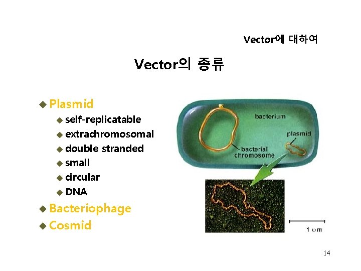 Vector에 대하여 Vector의 종류 u Plasmid u self-replicatable u extrachromosomal u double stranded u