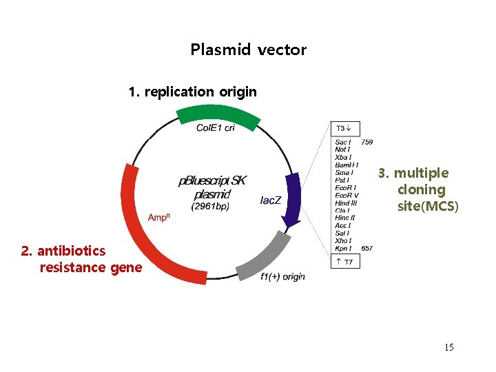 Plasmid vector 1. replication origin 3. multiple cloning site(MCS) 2. antibiotics resistance gene 15