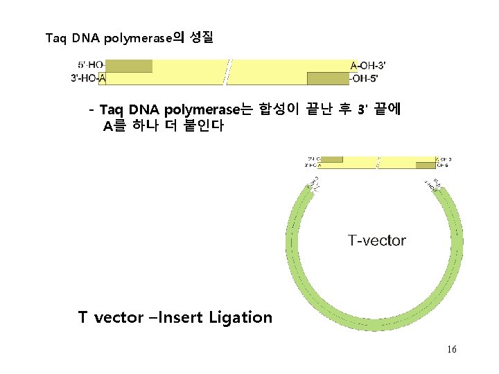 Taq DNA polymerase의 성질 - Taq DNA polymerase는 합성이 끝난 후 3' 끝에 A를