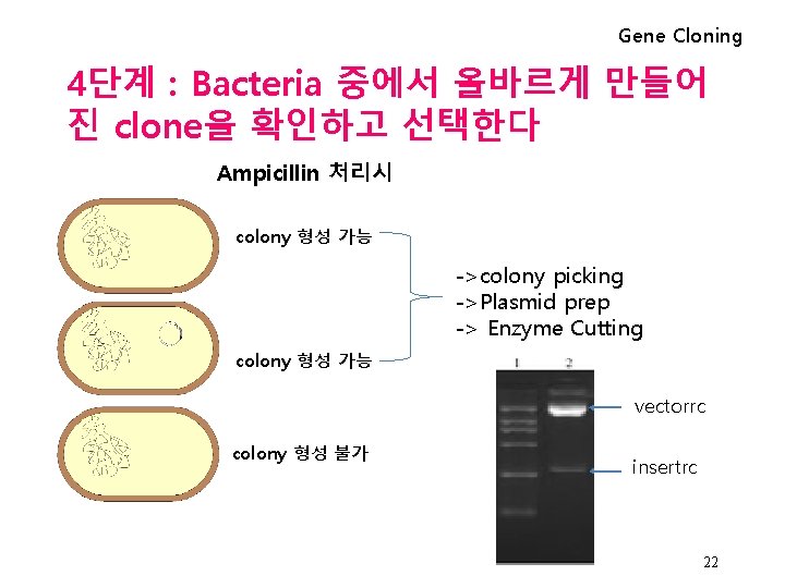 Gene Cloning 4단계 : Bacteria 중에서 올바르게 만들어 진 clone을 확인하고 선택한다 Ampicillin 처리시