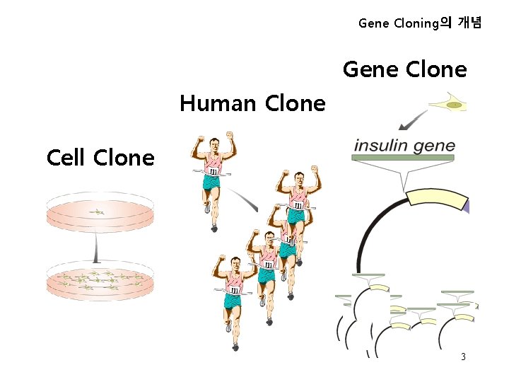 Gene Cloning의 개념 Gene Clone Human Clone Cell Clone 3 