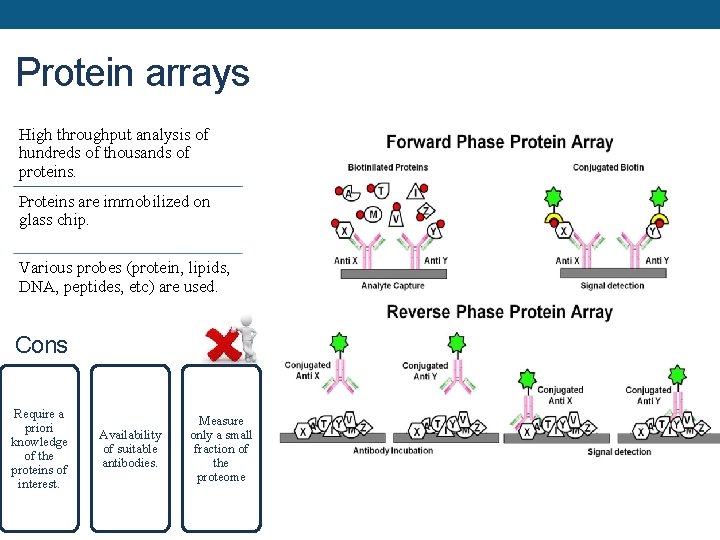 Protein arrays High throughput analysis of hundreds of thousands of proteins. Proteins are immobilized