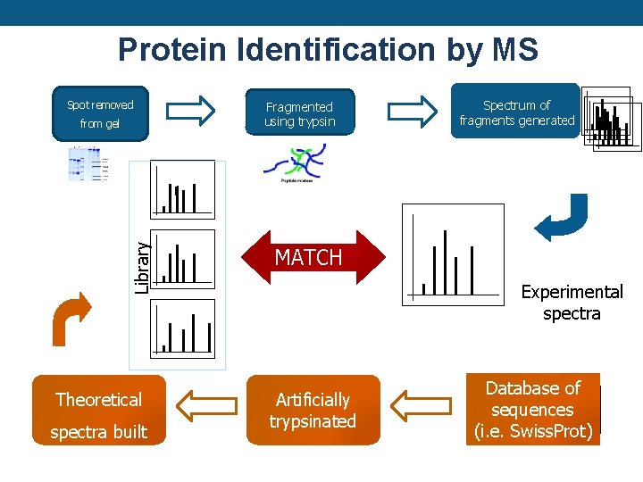 Protein Identification by MS Spot removed Library from gel Theoretical spectra built Fragmented using