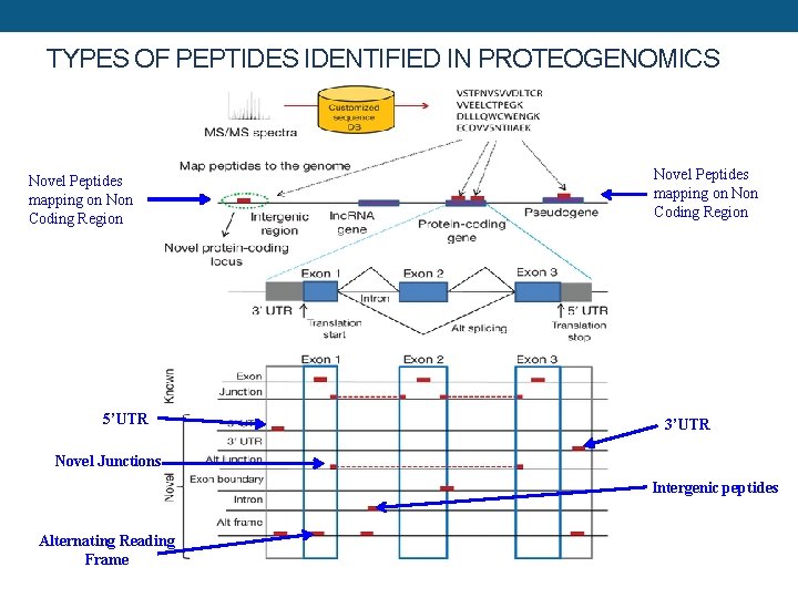 TYPES OF PEPTIDES IDENTIFIED IN PROTEOGENOMICS Novel Peptides mapping on Non Coding Region 5’UTR