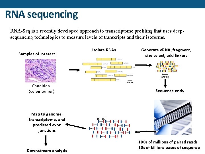 RNA sequencing RNA-Seq is a recently developed approach to transcriptome profiling that uses deepsequencing